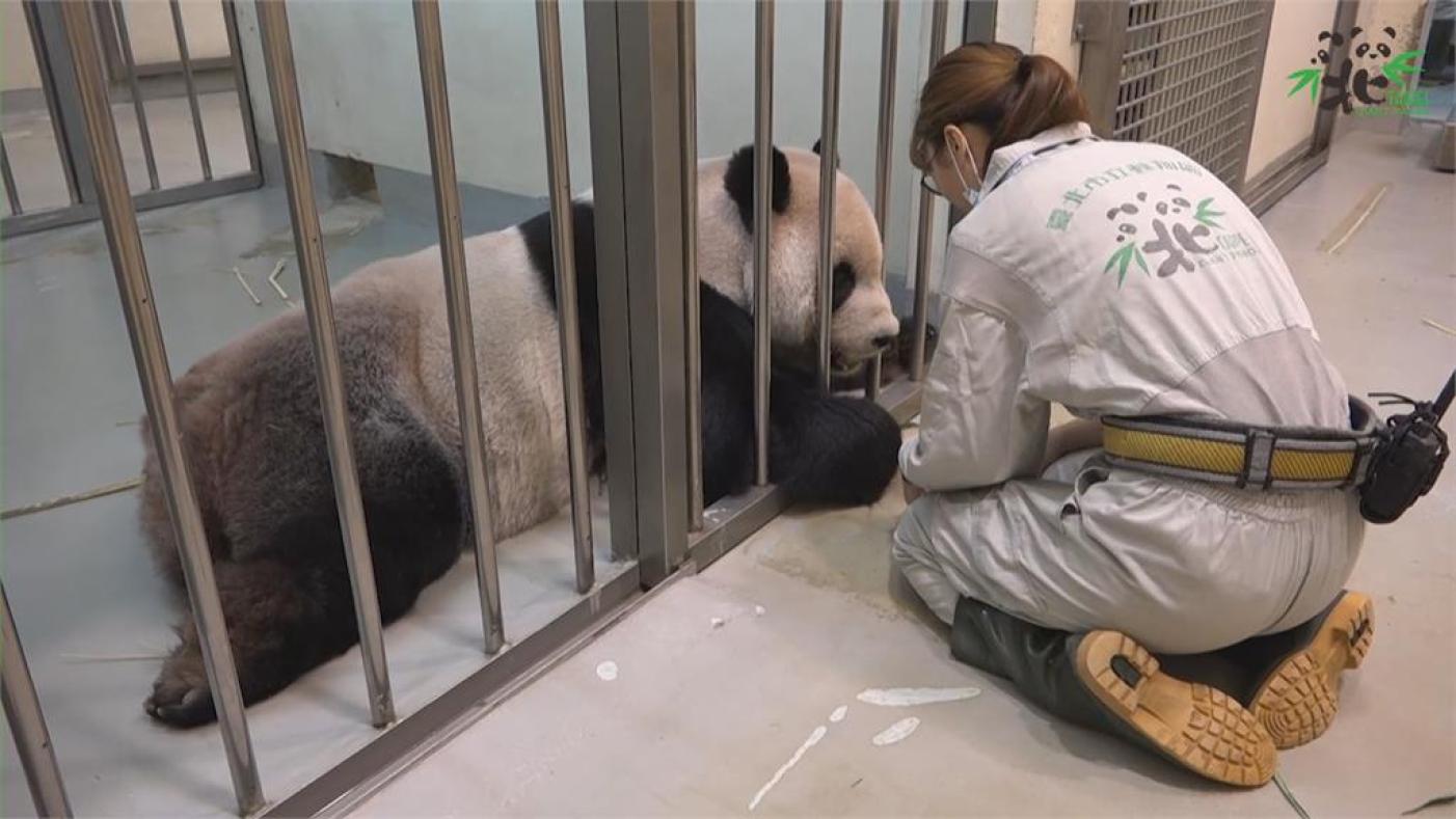 大貓熊「團團」19日於台北市立動物園離世。台北市立動物園提供