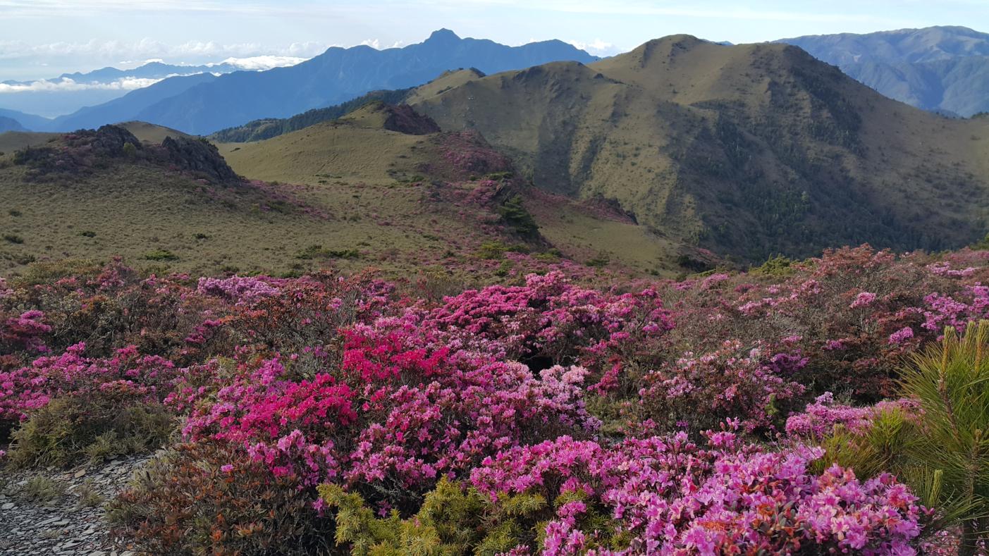 玉山國家公園新康山滿開的杜鵑花。內政部提供