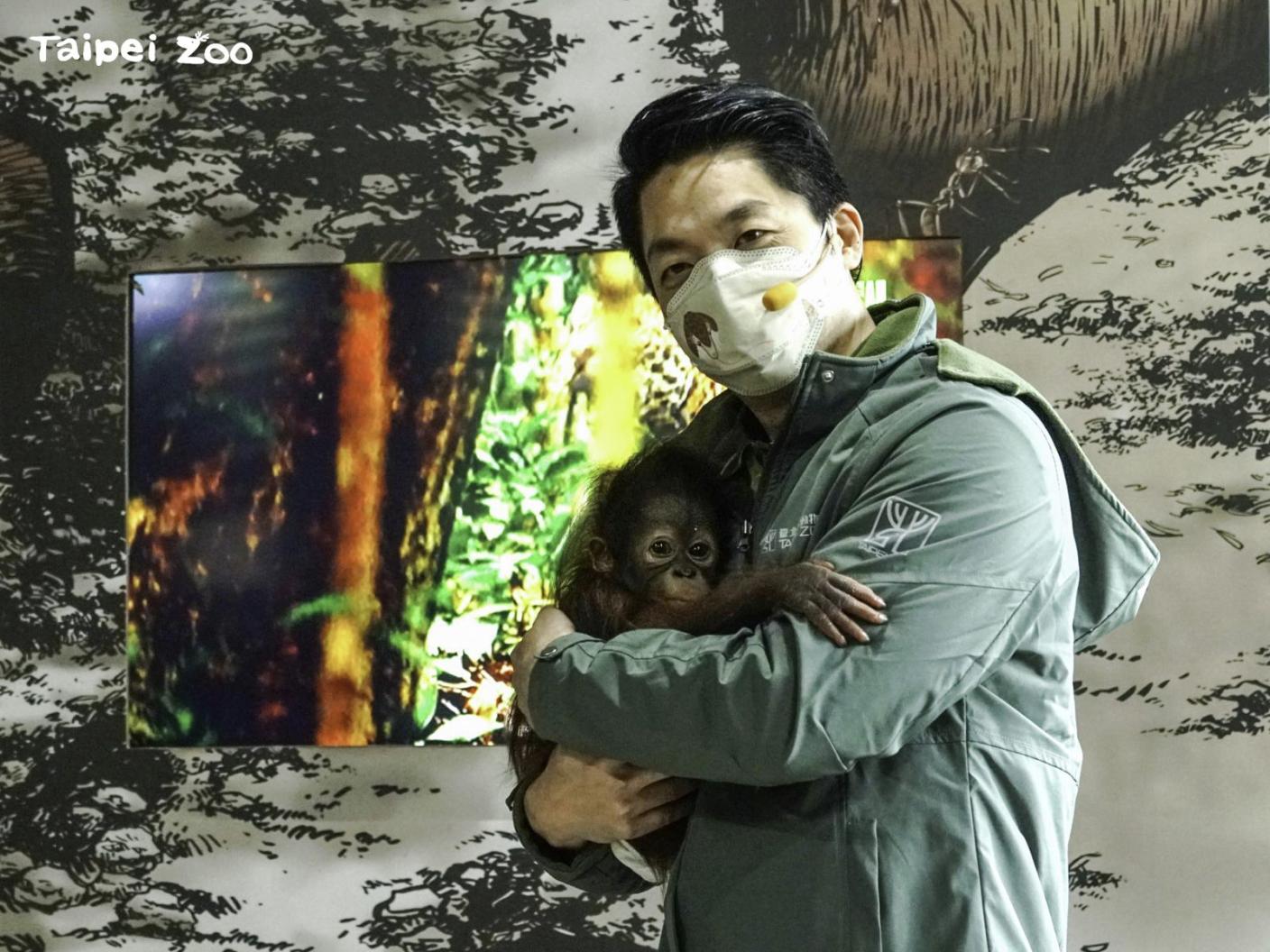 蔣萬安25日赴台北市立動物園，當紅毛猩猩寶寶「秀彩」奶爸。台北市政府提供
