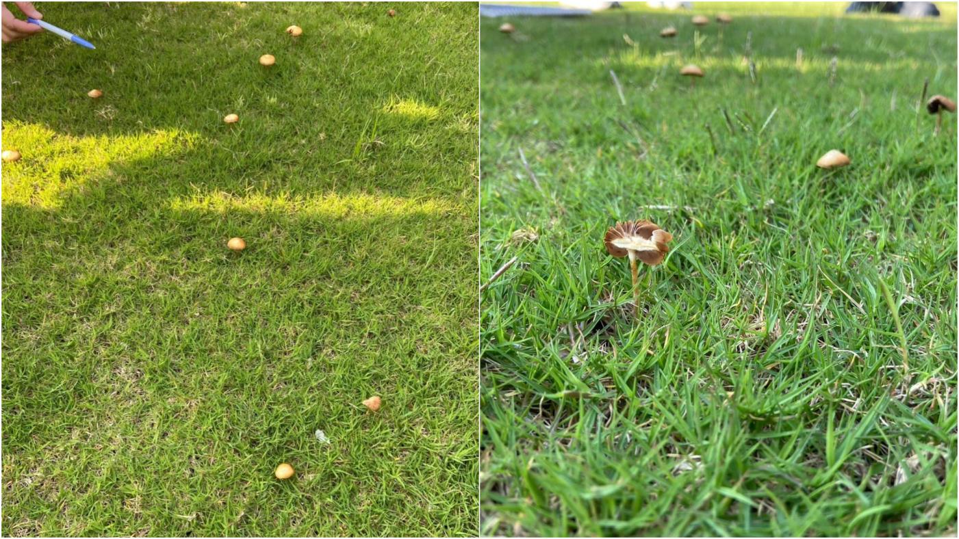新竹市議員１日前往新竹棒球場勘查，發現草皮長出一朵朵香菇。翻攝林彥甫臉書