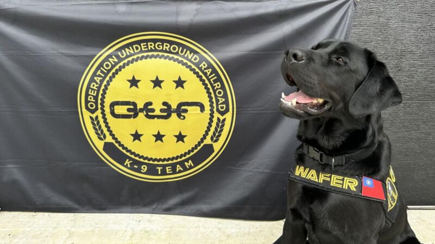 美國非營利組織O.U.R.捐贈，台灣第一隻電子產品偵測犬Wafer（圖）8月11日在美國完成受訓。中央社