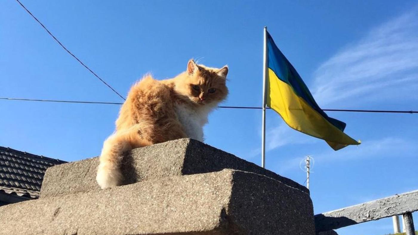 俄烏戰爭將屆滿兩年，貓咪與軍人與民眾慰藉。翻攝@cats_from_ua「X」社群平台