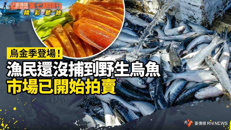 第七期特刊精彩節錄／烏金季登場！漁民還沒捕到野生烏魚　市場已開始拍賣
