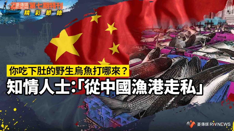 第七期特刊精彩節錄／你吃下肚的野生烏魚打哪來？　知情人士：「從中國漁港走私」