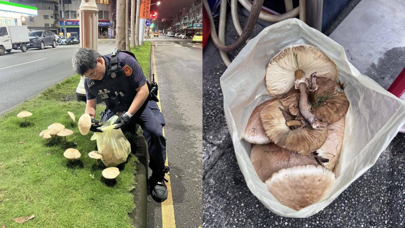 員警5日凌晨1點半巡經該分隔島時，發現有不少民眾圍觀拍照，為了避免發生意外，決定摘除香菇。翻攝畫面