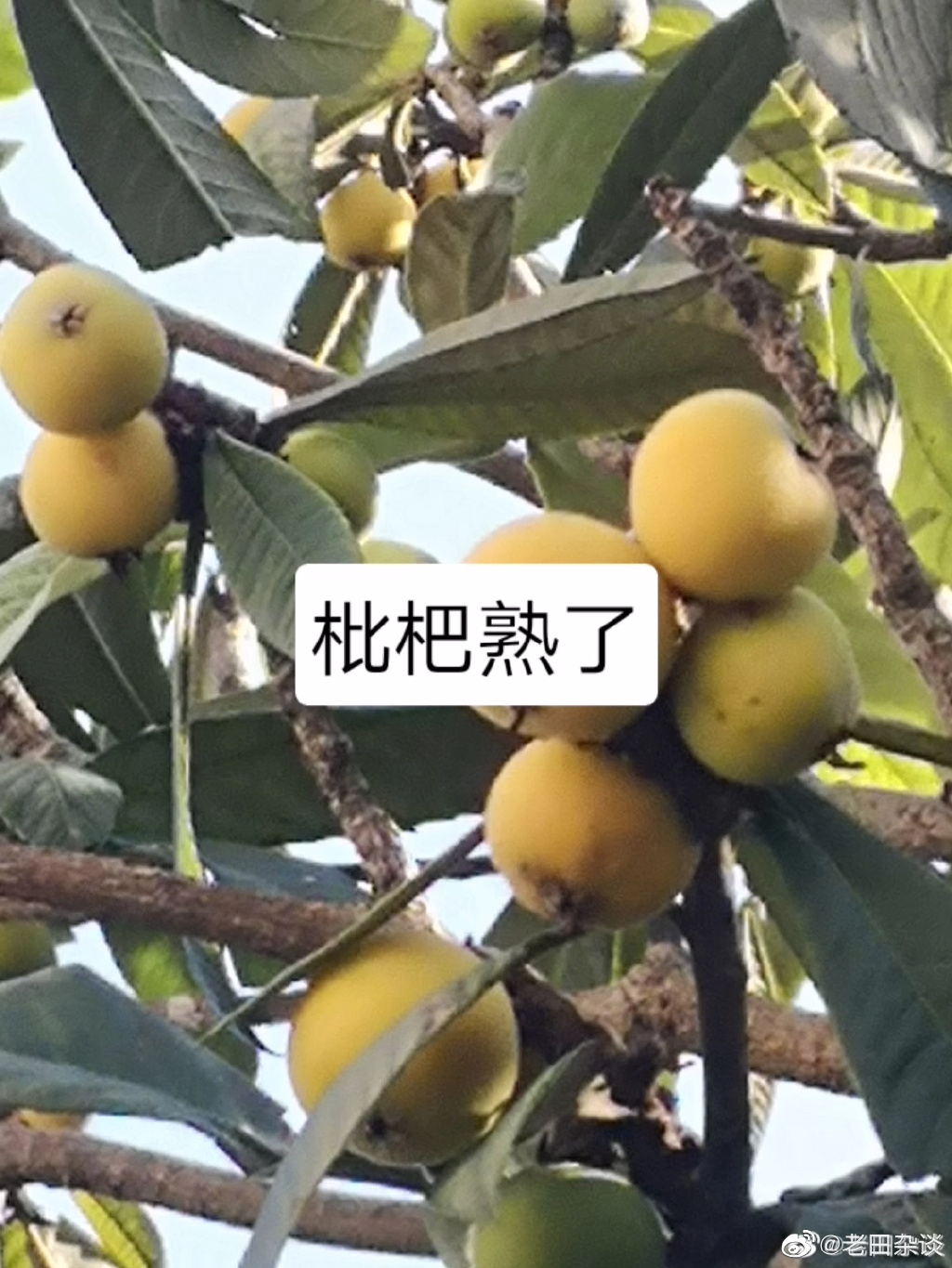 上海網友在微博貼文｢封了49天了，小區裡的枇杷已經變黃了」，所搭配的照片。 翻攝老田雜談微博 