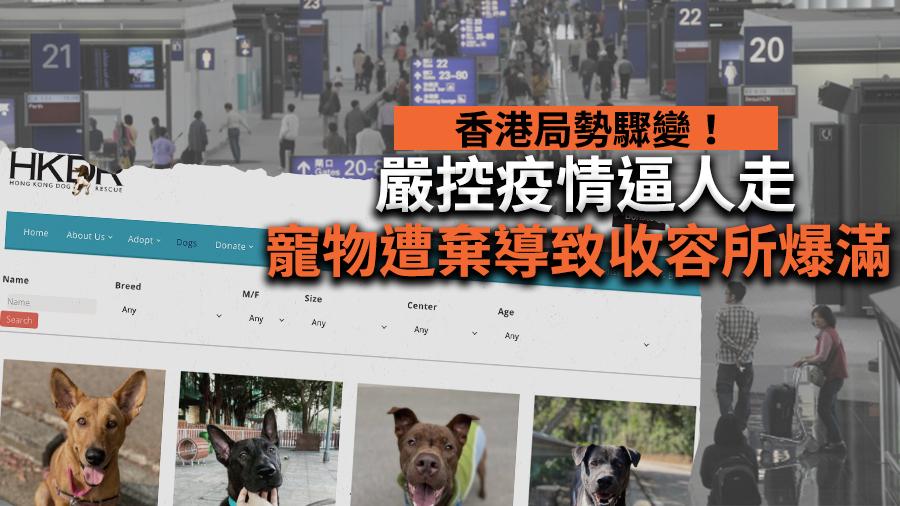 香港局勢驟變、嚴控疫情逼人走　寵物遭棄導致收容所爆滿